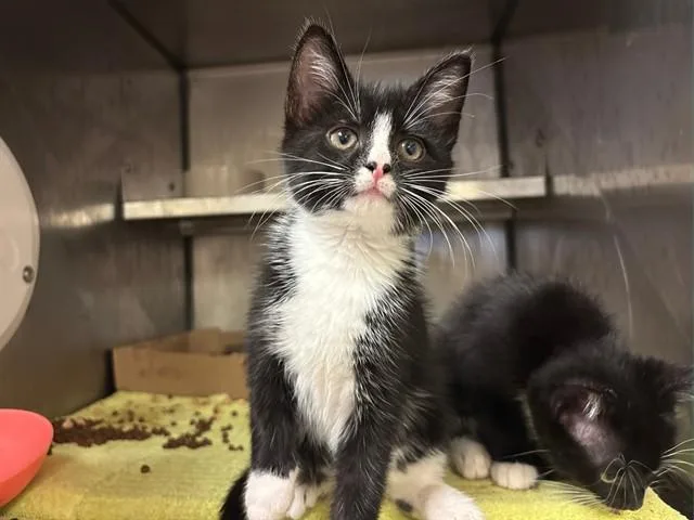 A baby small-sized male Domestic Short Hair cat named Sir Pouncealot for adoption in Fort Wayne, IN
