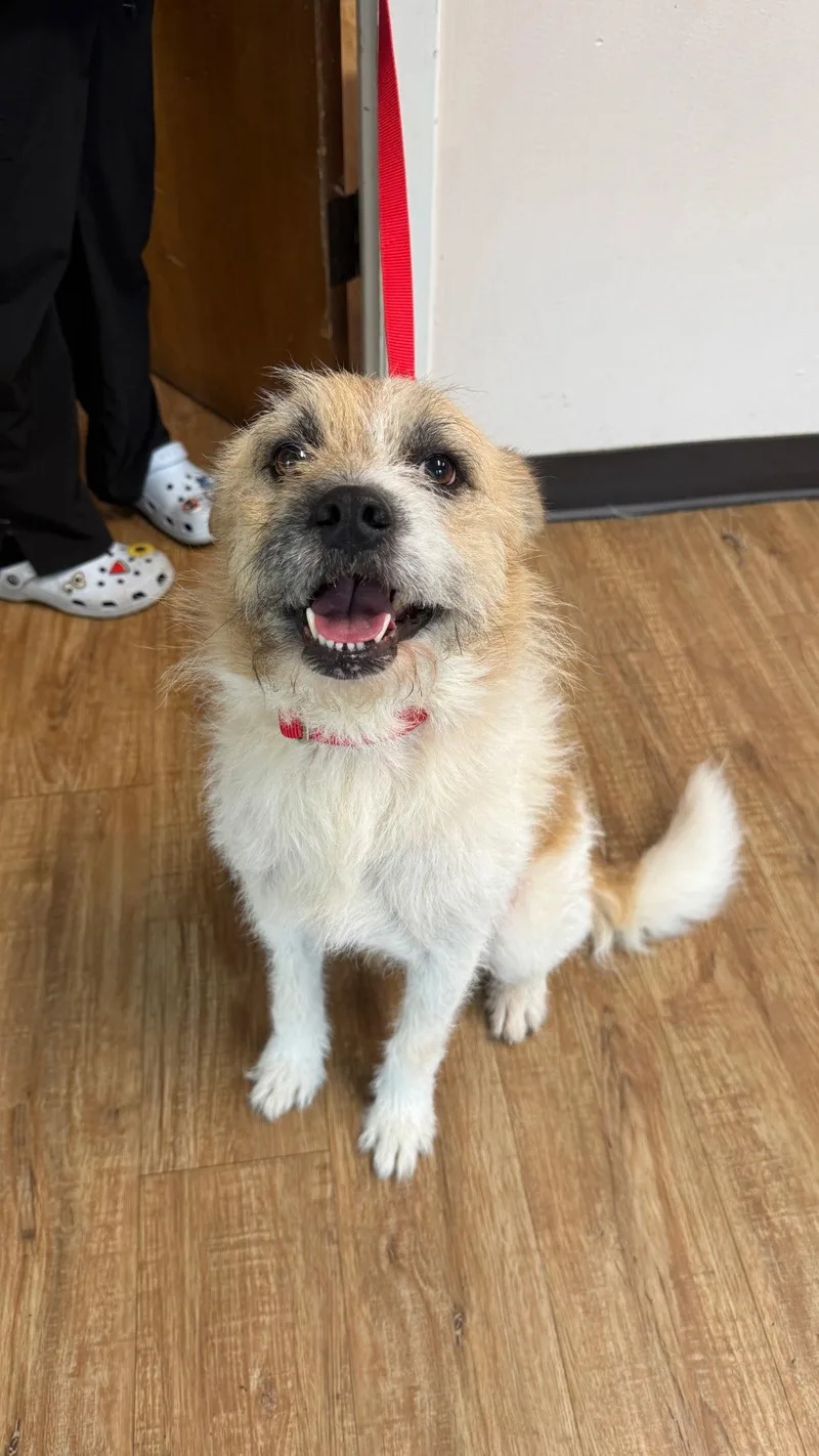 An adult medium-sized male Terrier dog named Max for adoption in Pipe Creek, TX
