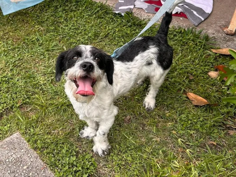An adult small-sized male Shih Tzu dog named Freddie Miller for adoption in Spring, TX