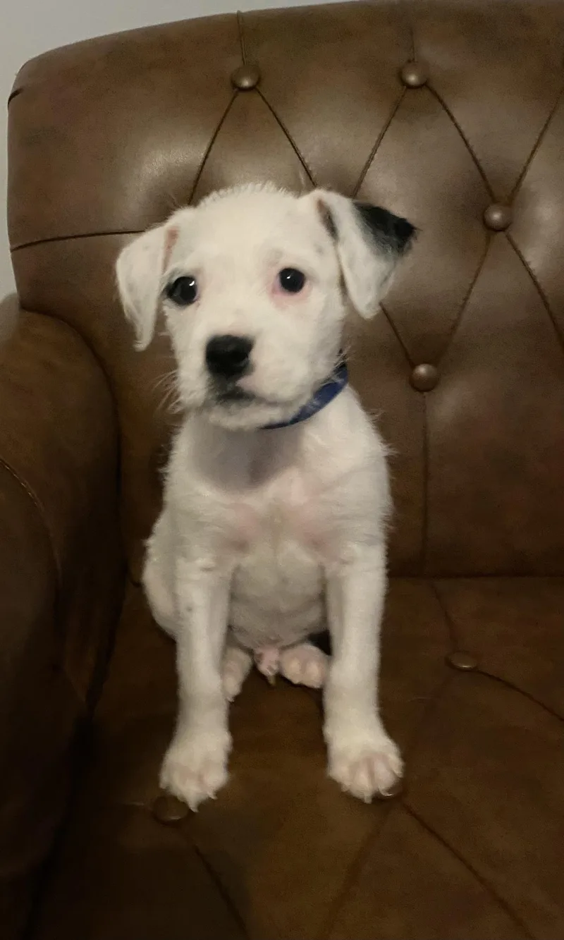 A baby small-sized male White / Cream Terrier dog named Snoopy for adoption in Kannapolis, NC