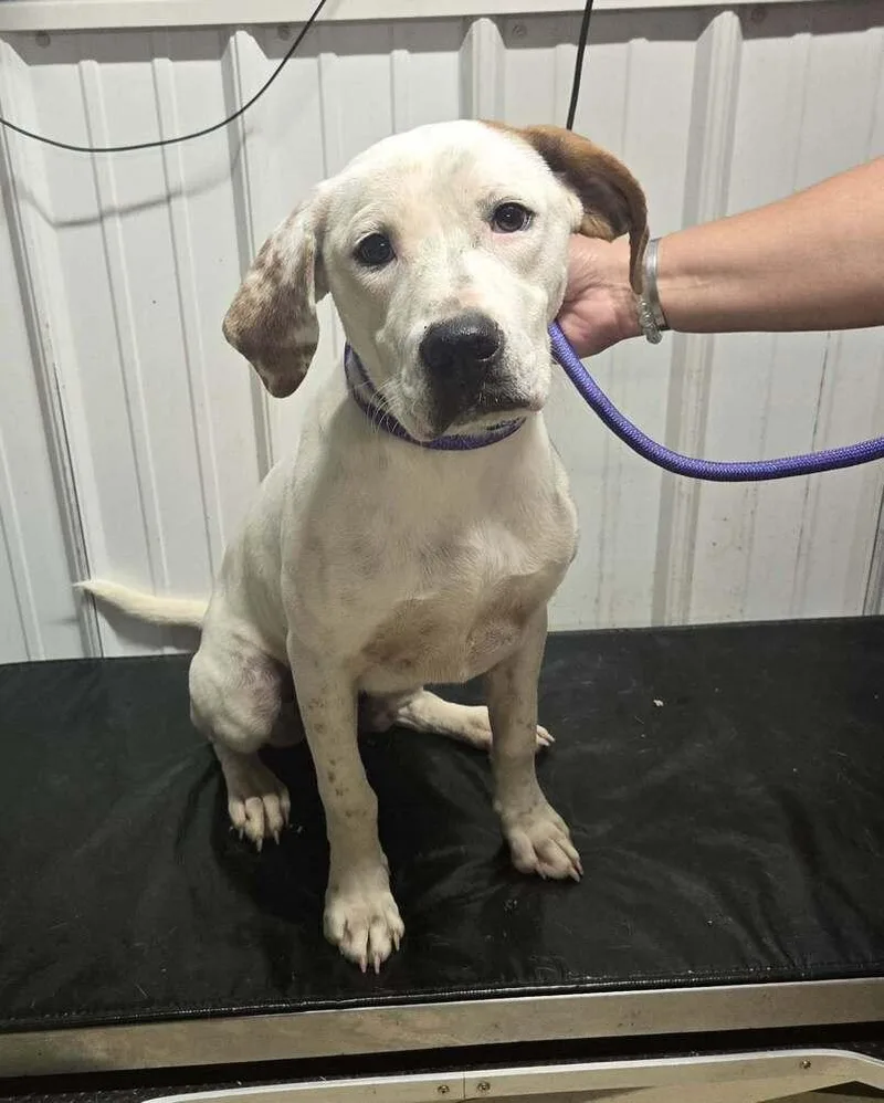 A young medium-sized male Tricolor (Brown, Black, & White) Hound dog named Edward for adoption in Waverly, OH