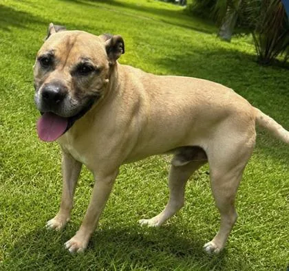 An adult large-sized male Mixed Breed dog named Spike for adoption in Palm Coast, FL