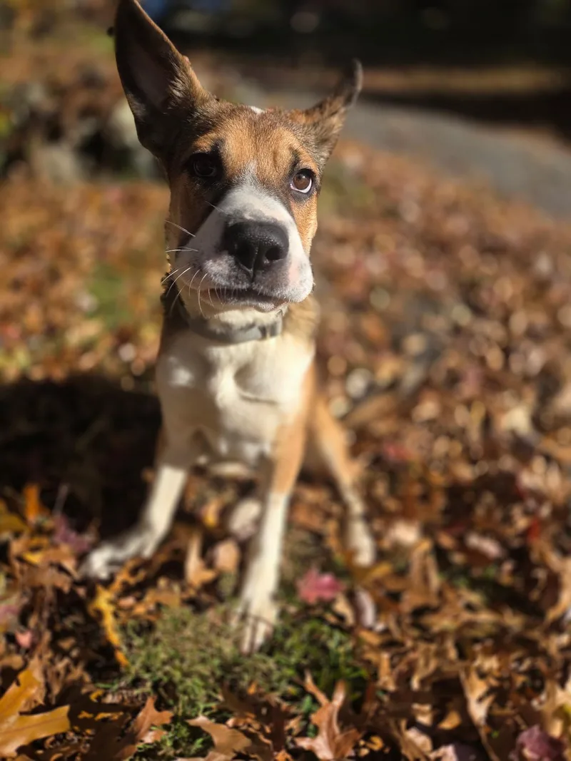 A baby medium-sized male Tricolor (Brown, Black, & White) Shepherd dog named Ang for adoption in Pleasant Valley, NY