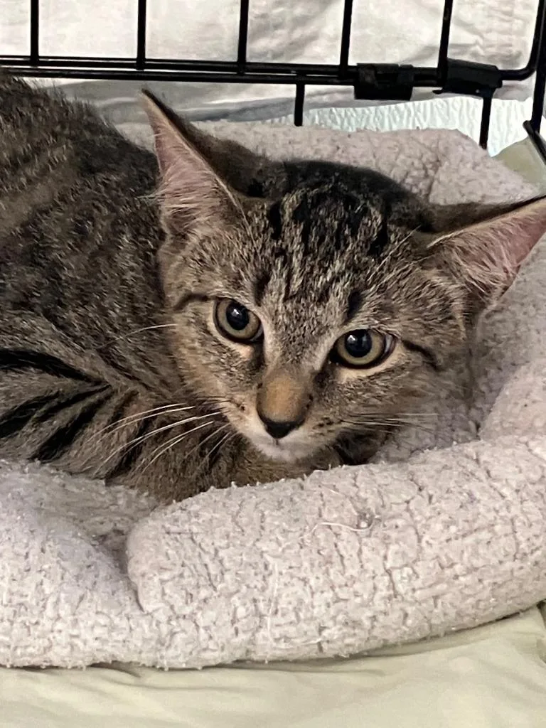 A baby small-sized male Domestic Medium Hair cat named Eddie for adoption in Lunenburg, MA