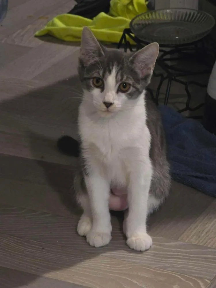 A baby small-sized female Gray & White Domestic Short Hair cat named Pieces for adoption in Milton, DE