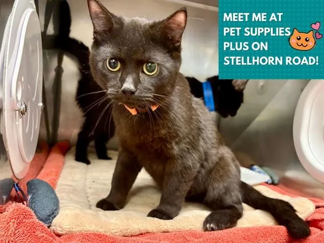 A young medium-sized male Domestic Short Hair cat named Scoops for adoption in Fort Wayne, IN