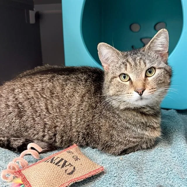 An adult medium-sized male Domestic Short Hair cat named Nelli for adoption in Leesburg, VA