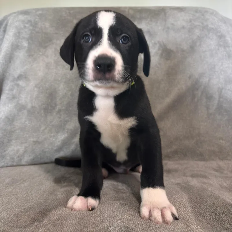 A baby small-sized male Pit Bull Terrier dog named Affogato for adoption in West Jordan, UT