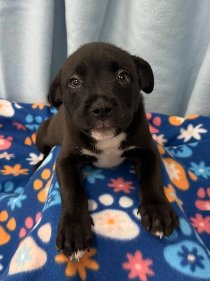 A baby medium-sized male Black Labrador Retriever dog named Gouda for adoption in East Sparta, OH