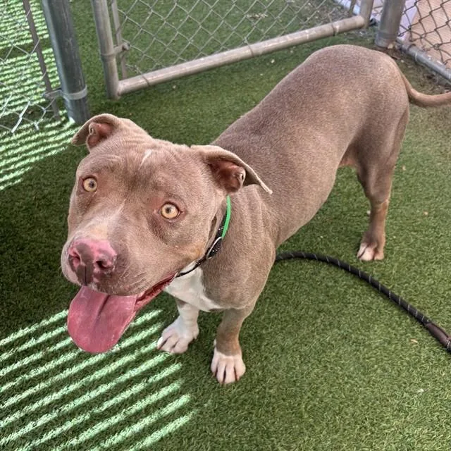 A young large-sized female Pit Bull Terrier dog named Croissant for adoption in Mesa, AZ