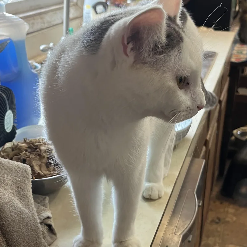 An adult medium-sized female Gray & White Domestic Short Hair cat named Sebrina for adoption in Mount Airy, MD