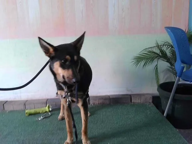 A young small-sized female German Shepherd Dog dog named Nala Jr for adoption in Baldwin Park, CA