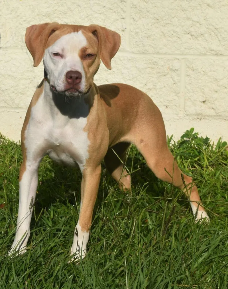 A young medium-sized female Mixed Breed dog named Penny for adoption in Kingsland, GA