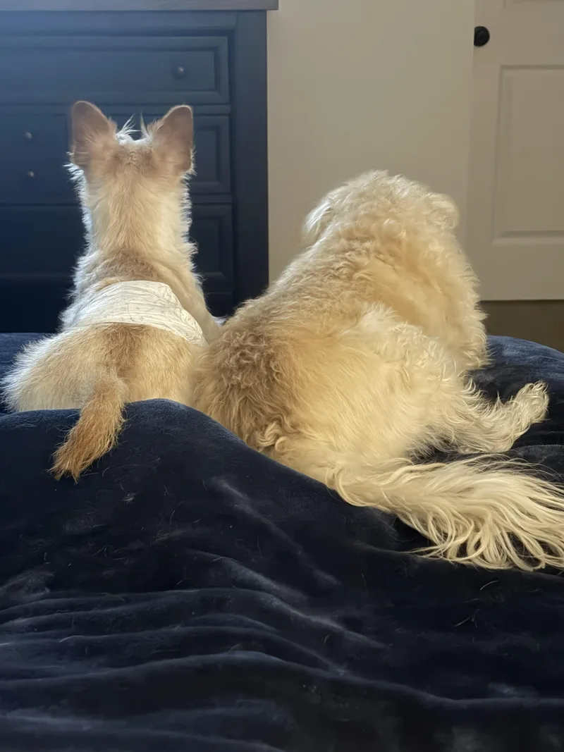 An adult small-sized male Terrier dog named Jack for adoption in Hermiston, OR