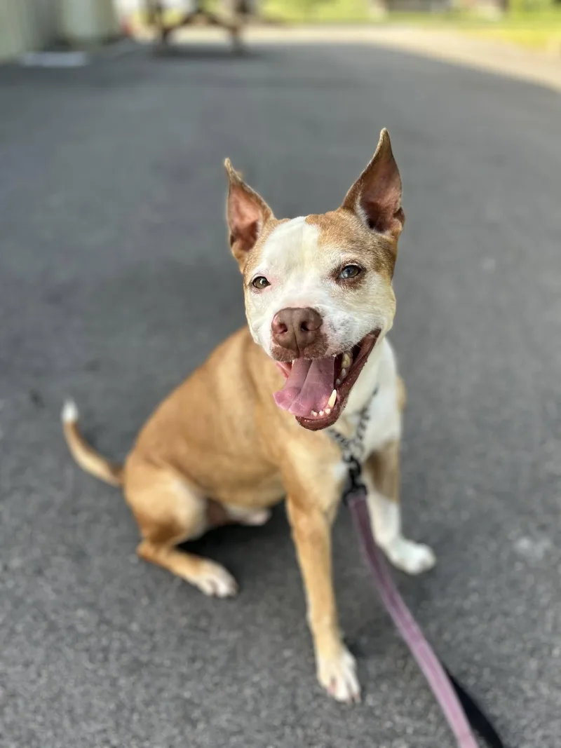 An adult medium-sized male Pit Bull Terrier dog named Retro for adoption in Ayden, NC
