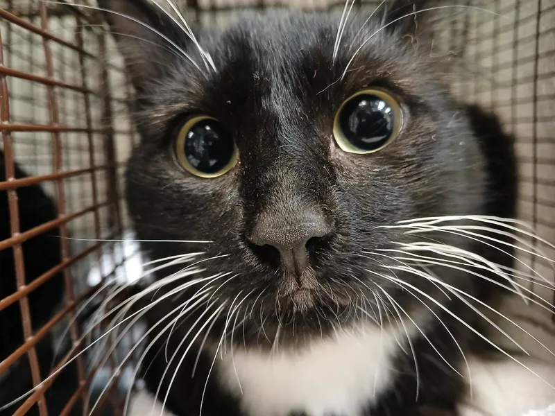 A young small-sized female Domestic Short Hair cat named Rodora for adoption in Los Angeles, CA