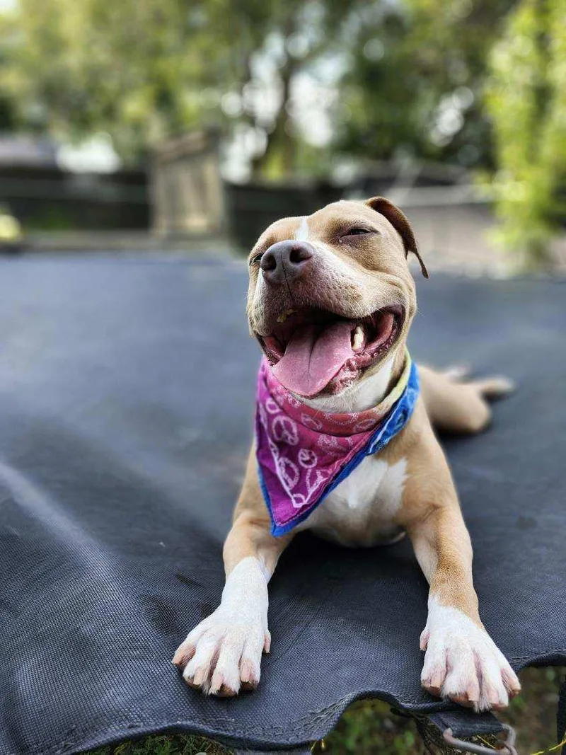An adult medium-sized female White / Cream Pit Bull Terrier dog named Nadene for adoption in Lenexa, KS