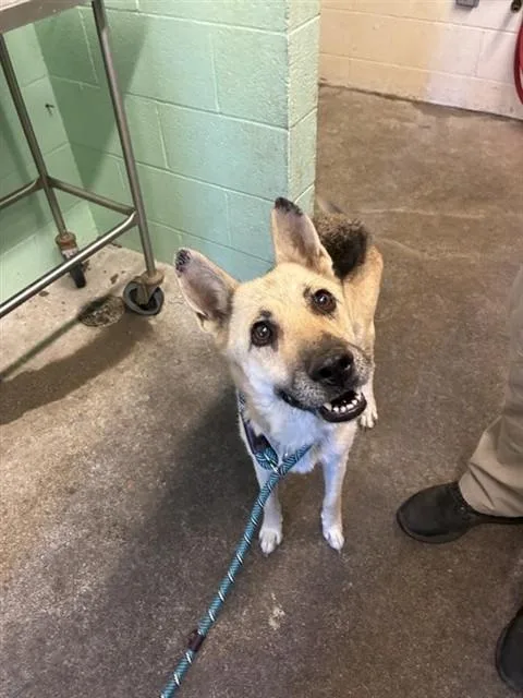 An adult medium-sized female German Shepherd Dog dog named Princess for adoption in Sacramento, CA