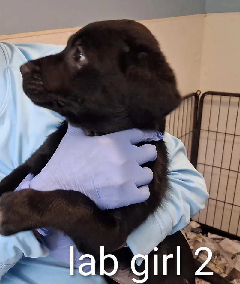 A baby medium-sized female Black Labrador Retriever dog named Rianna for adoption in Maynardville, TN