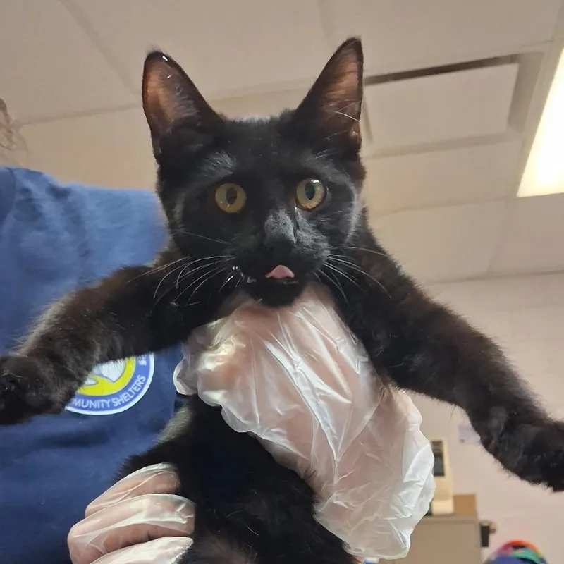A baby small-sized female Black Domestic Short Hair cat named Nicki for adoption in Newark, NJ