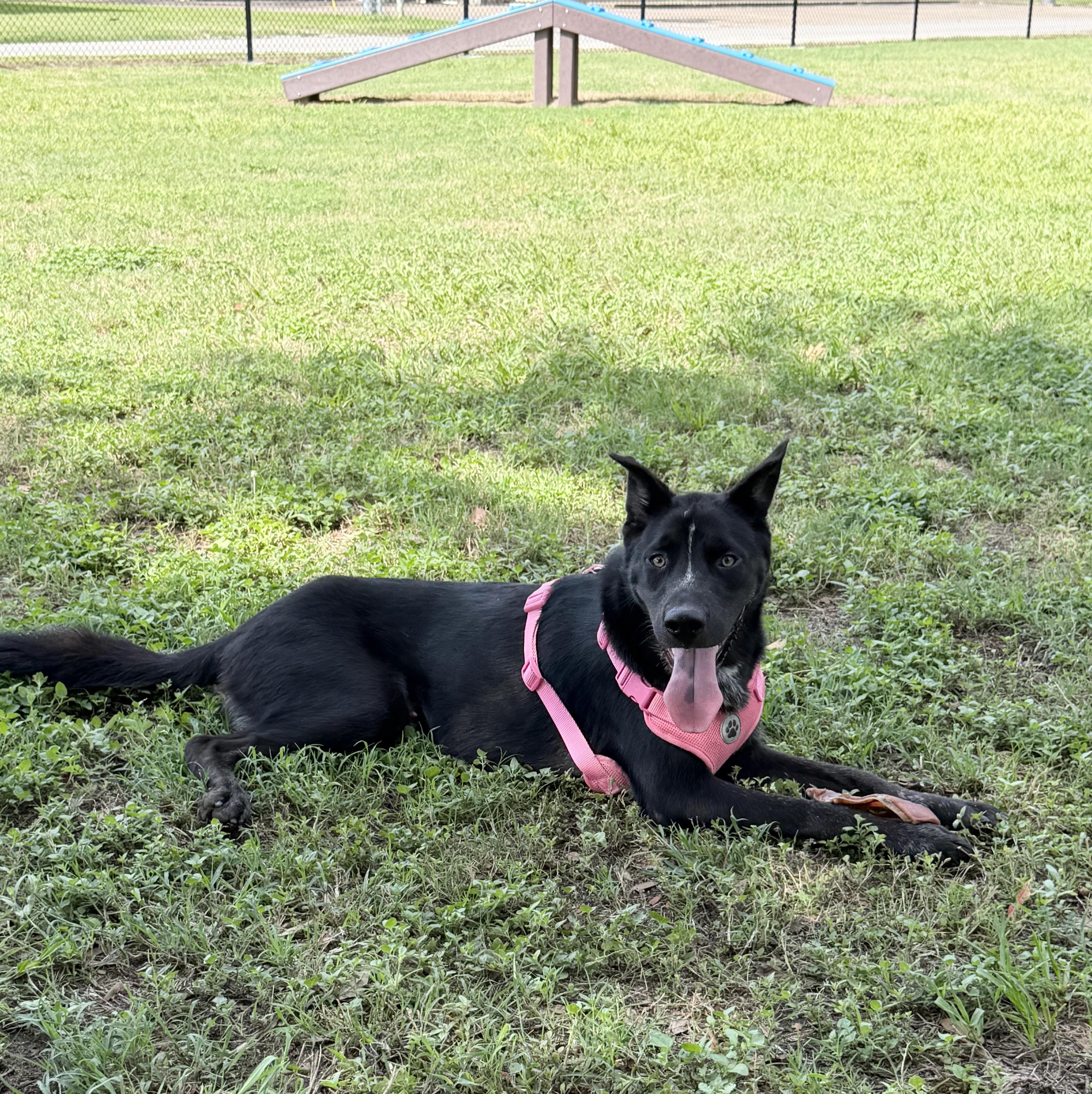 A young medium-sized male Border Collie dog named Darling Dewey for adoption in Burlington, NC