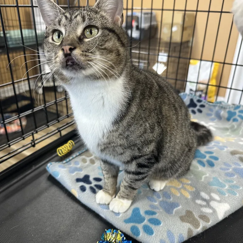 An adult large-sized female Domestic Short Hair cat named Tippy for adoption in Pleasantville, NJ