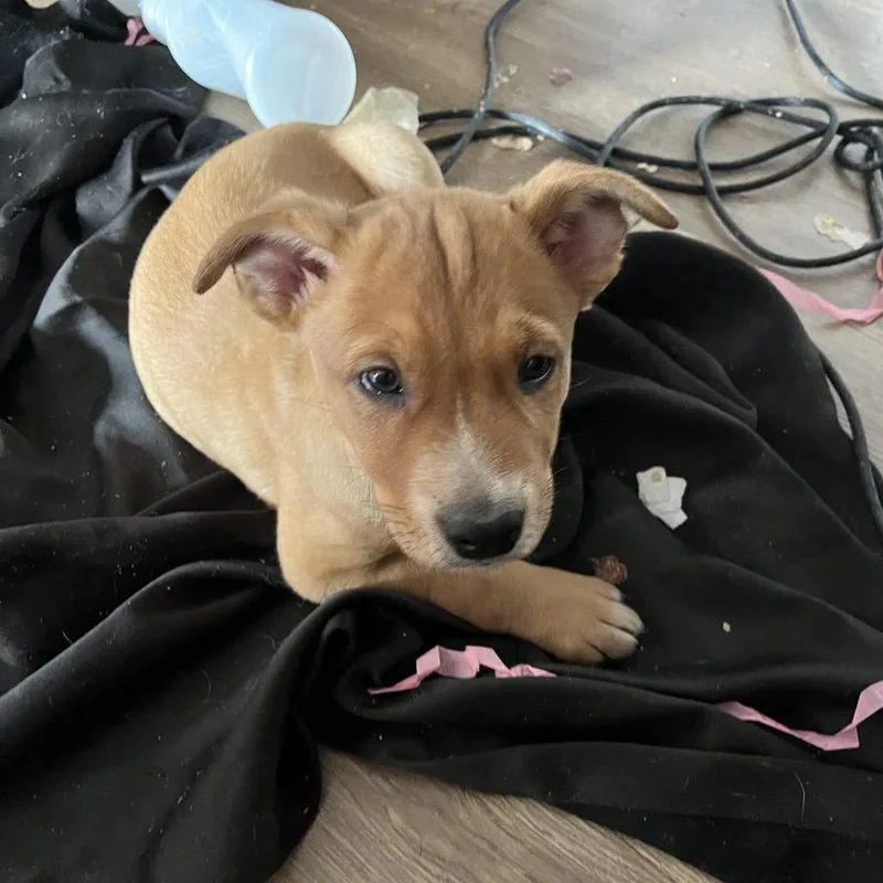 A baby medium-sized female Yellow / Tan / Blond / Fawn Australian Cattle Dog / Blue Heeler dog named French toast for adoption in Phoenix, AZ