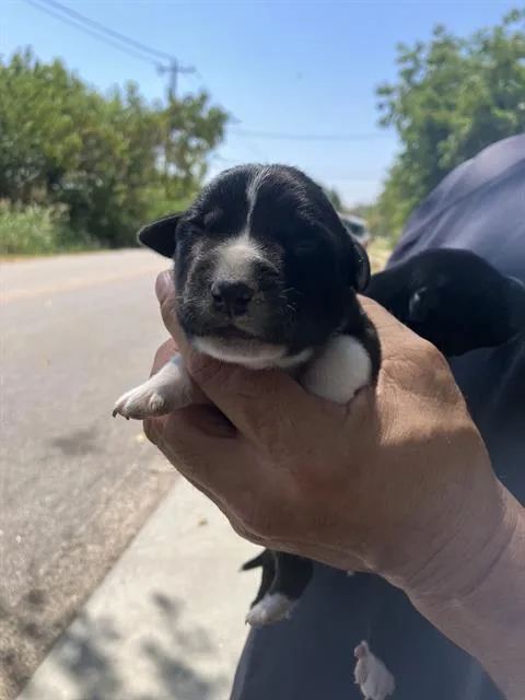 A baby large-sized male Mixed Breed dog named Ray for adoption in Dallas, TX