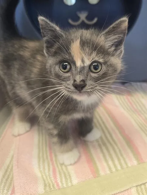 A baby small-sized female Domestic Medium Hair cat named Spinach for adoption in Auburn, CA