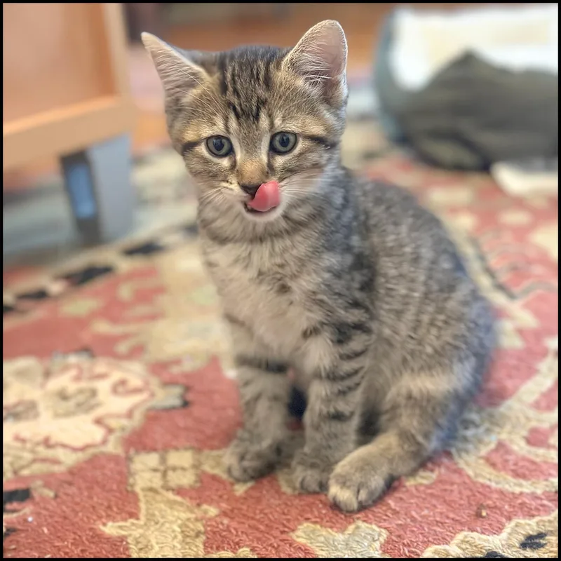 A young medium-sized male Tabby (Gray / Blue / Silver) Domestic Short Hair cat named Milo for adoption in Roswell, GA