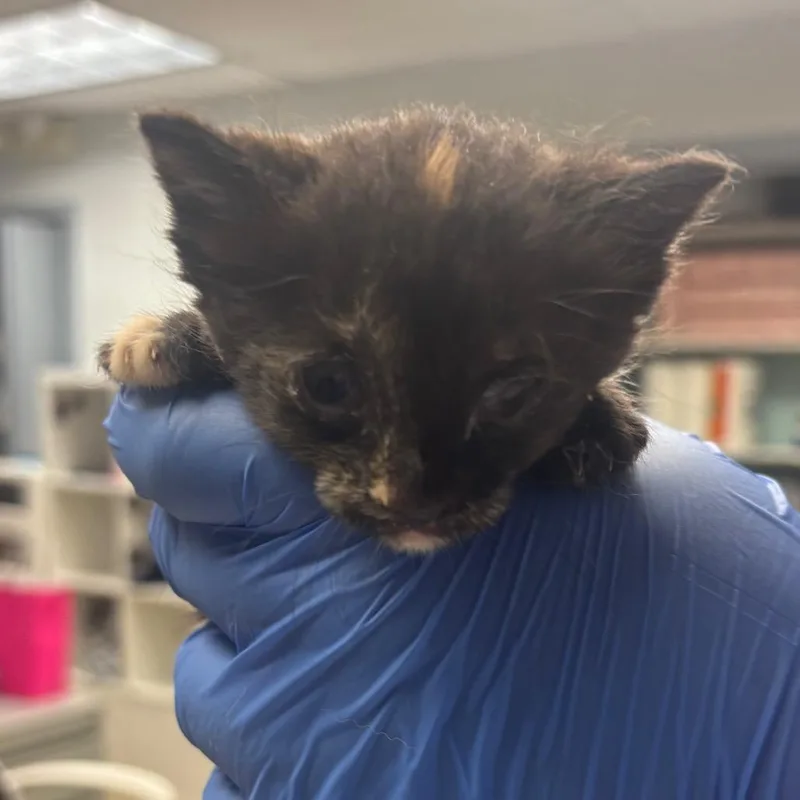 A baby small-sized female Torbie Domestic Short Hair cat named Jubilee for adoption in Birdsboro, PA