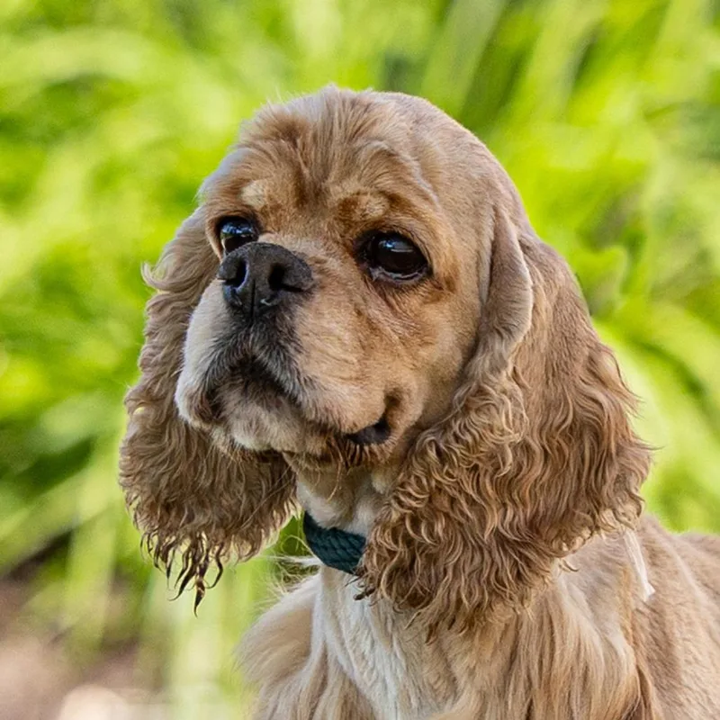 A senior small-sized female Red / Chestnut / Orange Cocker Spaniel dog named Sadie for adoption in Council Bluffs, IA