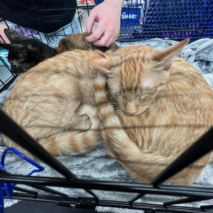 A young large-sized male Domestic Short Hair cat named Bob & Babytron for adoption in Redlands, CA