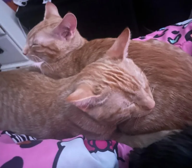 Bob & Babytron thumbnail 2