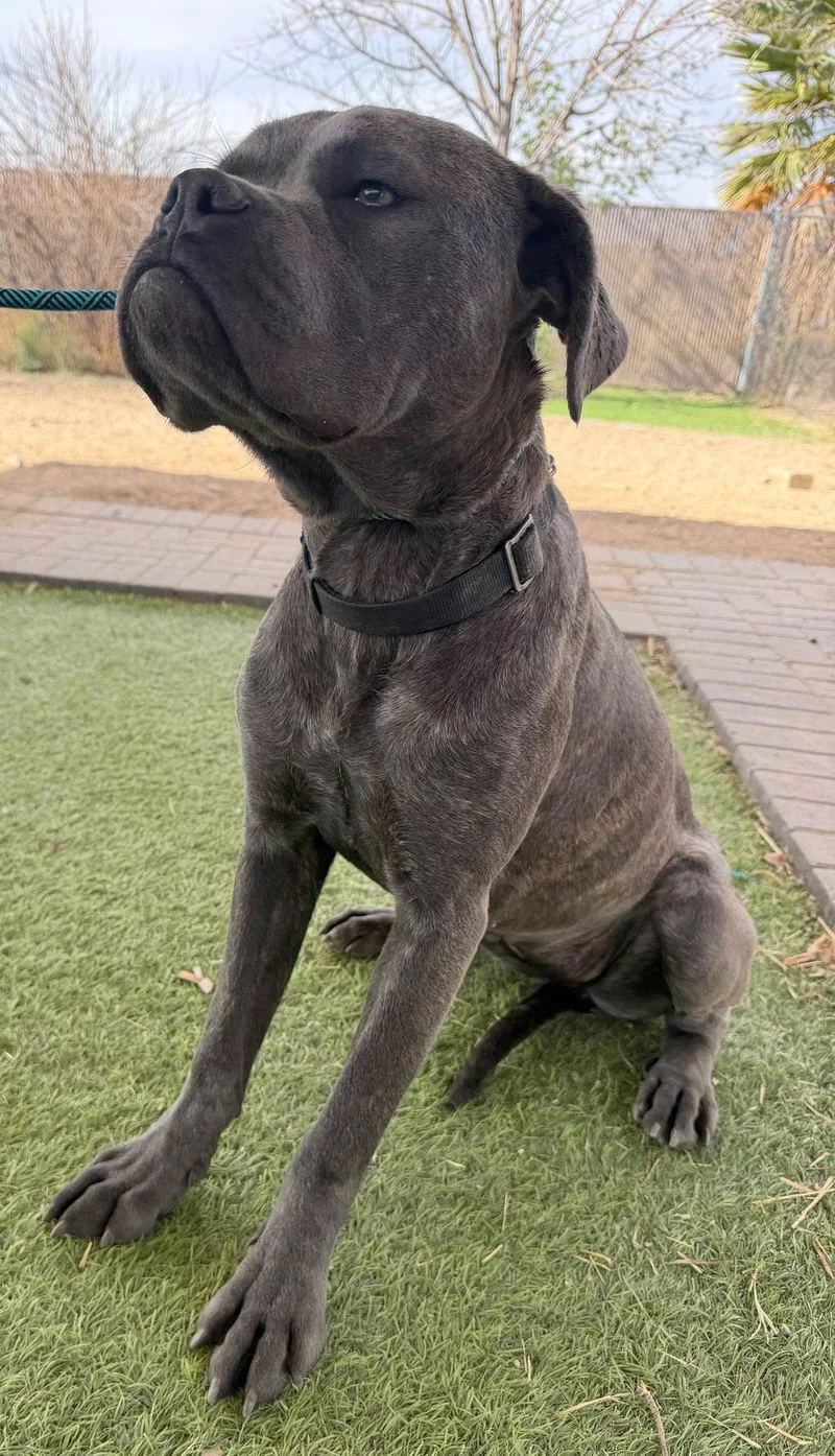 A baby extra large-sized male Cane Corso dog named Arwen for adoption in Glendale, AZ