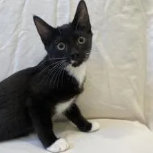 A baby small-sized female Black Domestic Short Hair cat named Orchid for adoption in Brea, CA