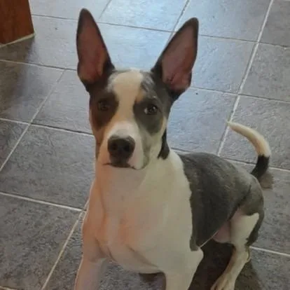 Pete Needs another dog!