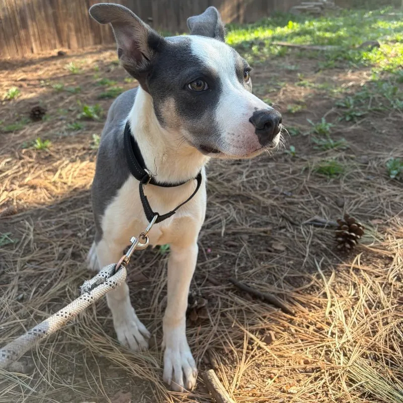 Pete Needs another dog! thumbnail 3