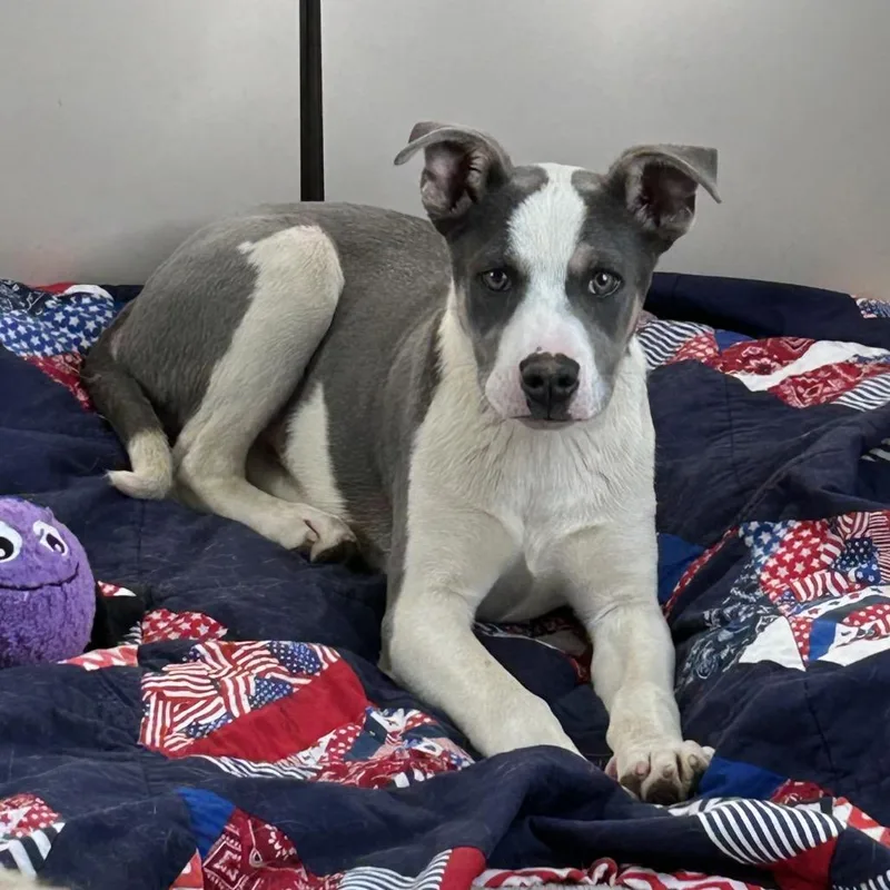 Pete Needs another dog! thumbnail 4
