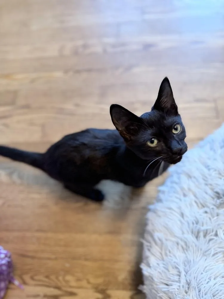 A baby small-sized female Black Domestic Short Hair cat named Nera for adoption in Ferndale, MI