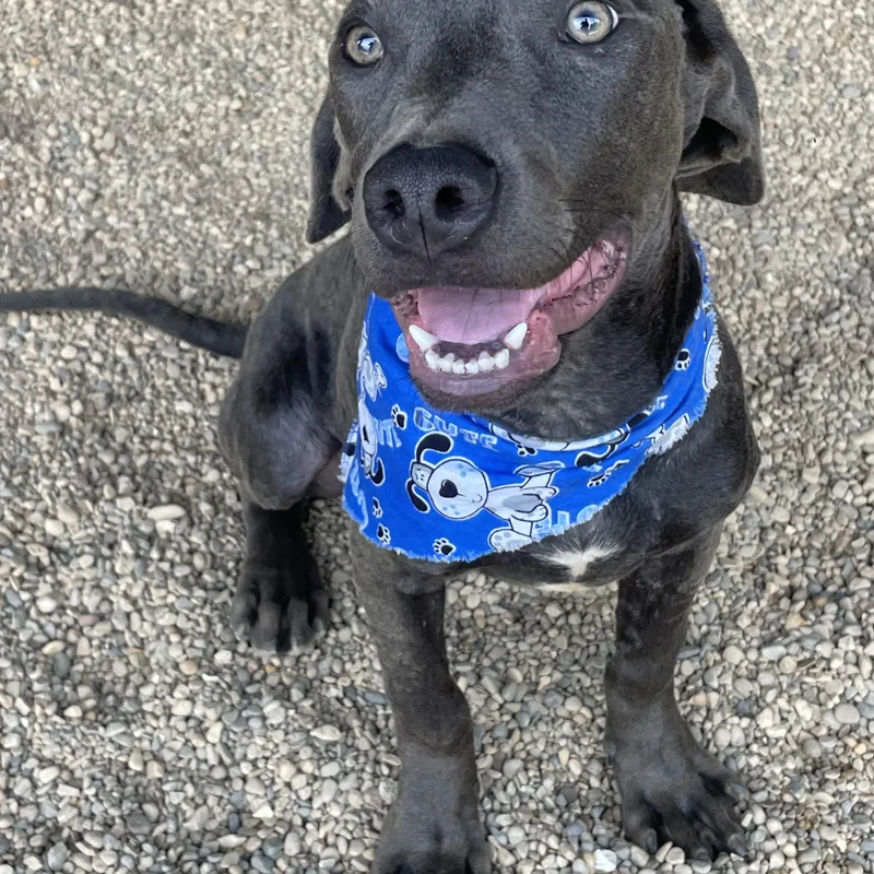 A young medium-sized male Gray / Blue / Silver Weimaraner dog named Flash for adoption in Lacon, IL