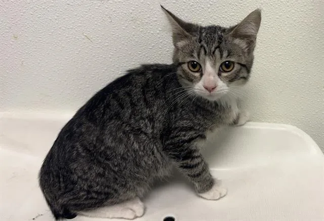 A baby small-sized male Domestic Short Hair cat named Mackarel for adoption in Palo Alto, CA