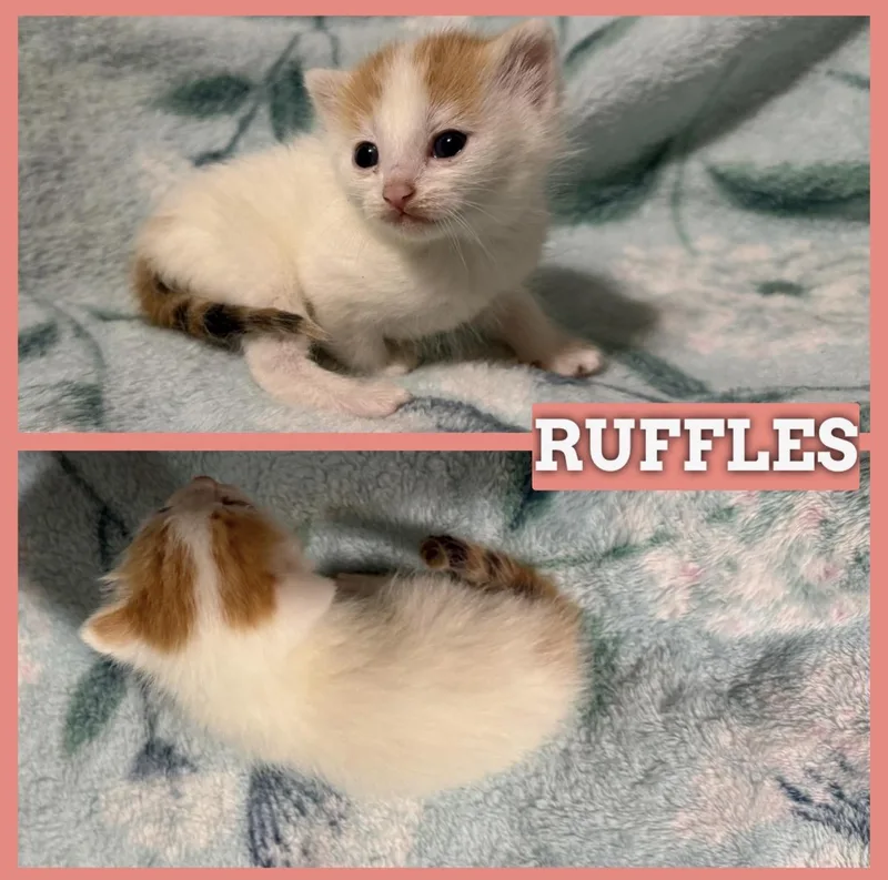 A baby medium-sized female Buff / Tan / Fawn Domestic Short Hair cat named Ruffles for adoption in Batesville, AR