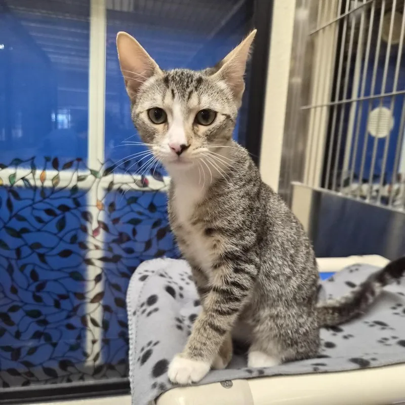 A baby small-sized male Brown / Chocolate Domestic Short Hair cat named Vinny for adoption in Riverside, CA