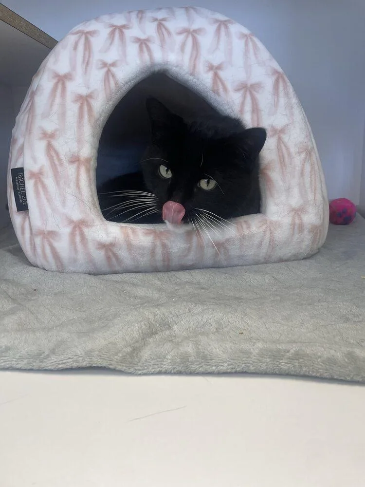 Kennebec thumbnail 2