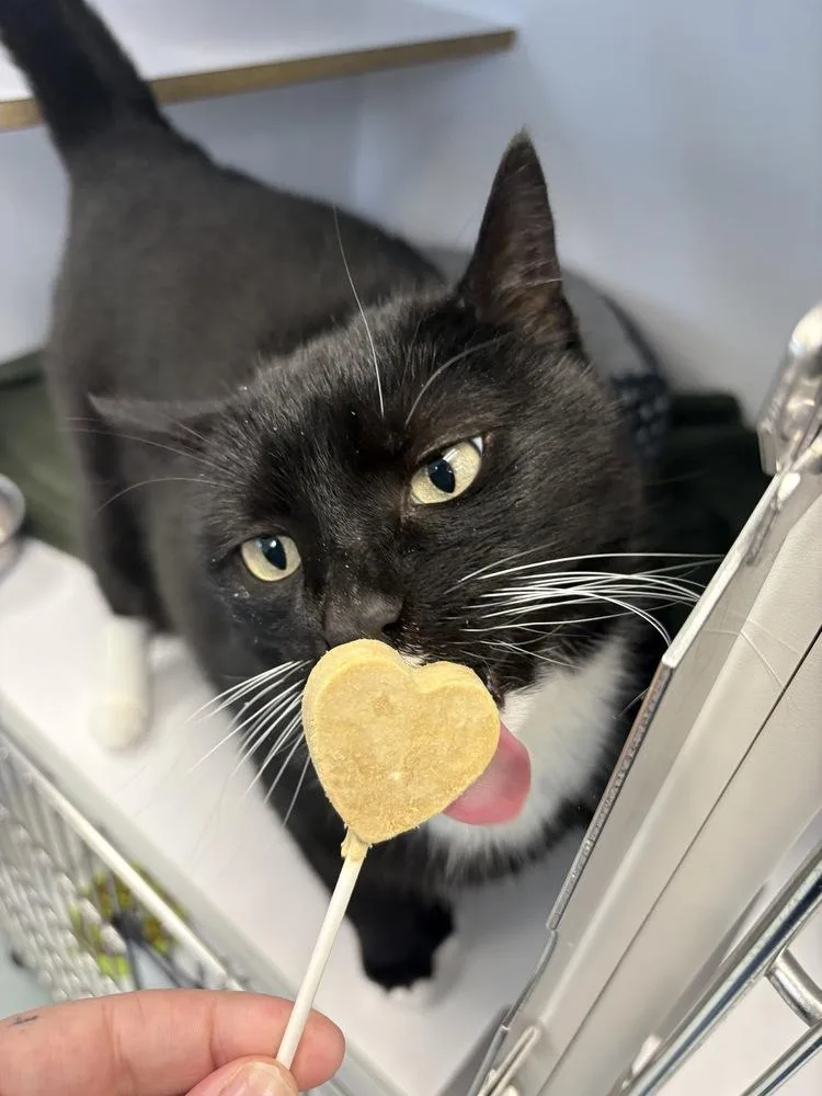 Kennebec thumbnail 4