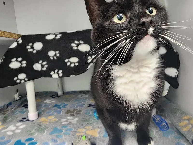 Kennebec thumbnail 6