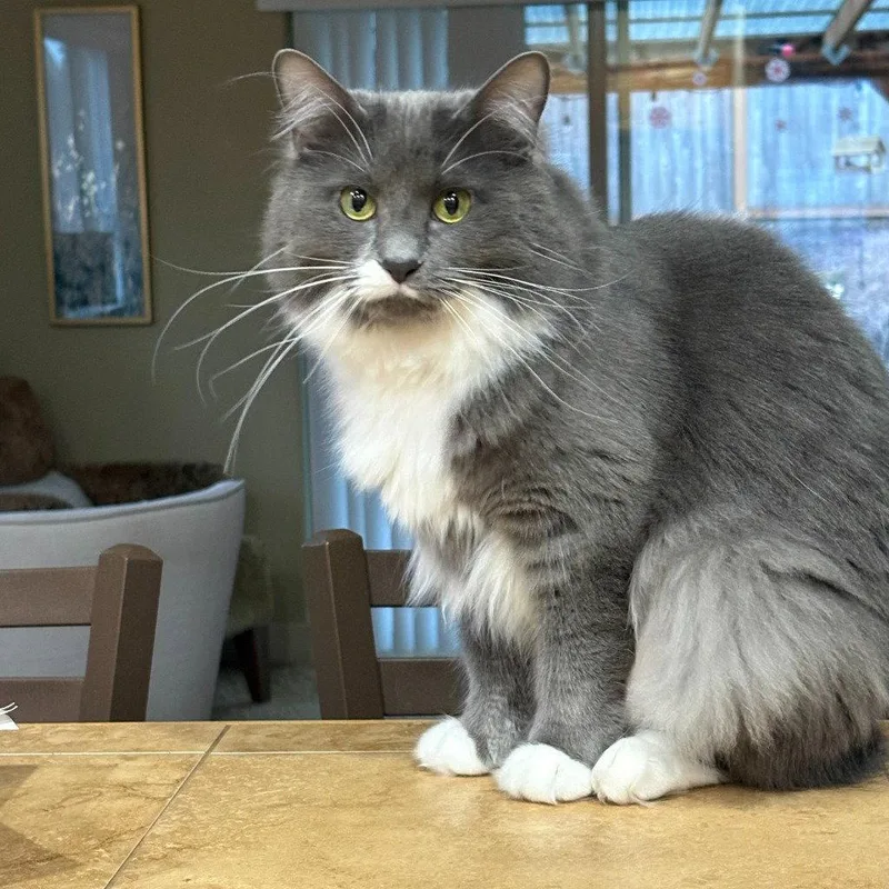 An adult medium-sized female Domestic Medium Hair cat named Flower for adoption in Battle Ground, WA