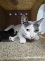 An adult large-sized female Gray & White Domestic Short Hair cat named Ruby for adoption in Eagle, CO