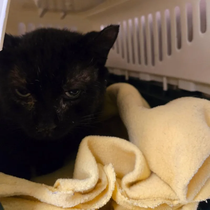 An adult large-sized male Black Domestic Short Hair cat named Gotti for adoption in East Smithfield , PA